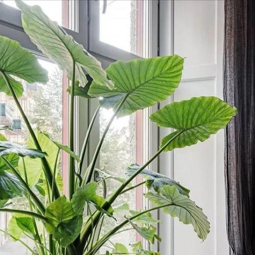 选择门口植物，让家更有生气（为你的家门装点绿色）