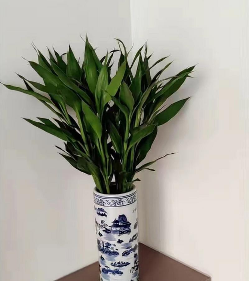 选择门口植物，让家更有生气（为你的家门装点绿色）