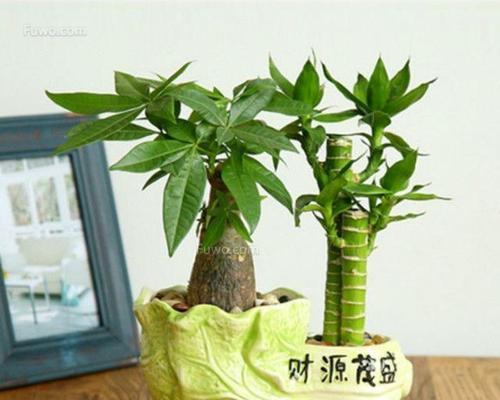 选择门口植物，让家更有生气（为你的家门装点绿色）