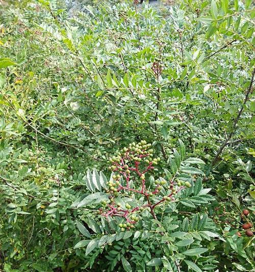 花椒几年结果实的种植技术（掌握方法）