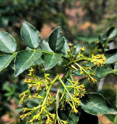 花椒几年结果实的种植技术（掌握方法）