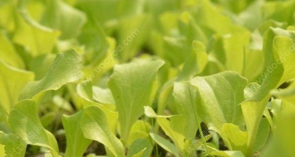 生菜种子的最佳播种时间（选择合适的时间点）