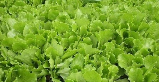 生菜种子的最佳播种时间（选择合适的时间点）