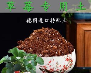 如何正确配土培育草莓(草莓种植需注意的土壤条件与方法) 如何正确配土培育草莓(草莓种植需注意的土壤条件与方法)