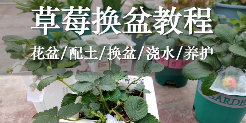 如何正确配土培育草莓(草莓种植需注意的土壤条件与方法) 如何正确配土培育草莓(草莓种植需注意的土壤条件与方法)