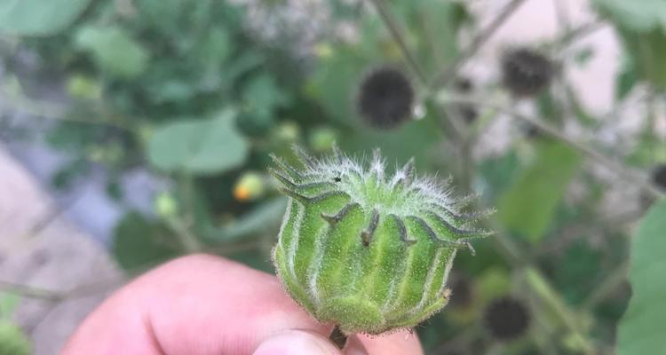 毒在蔓延（了解有毒植物）