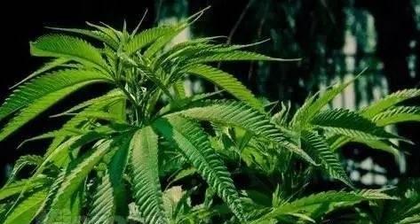 毒在蔓延（了解有毒植物）