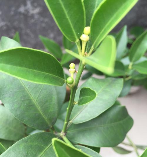 金桔的花期与结果期(金桔几月开花结果什么时候开花结果) 金桔的花期与结果期(金桔几月开花结果什么时候开花结果)