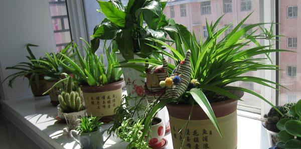 阳台花卉种植指南（打造美丽的阳台花园）