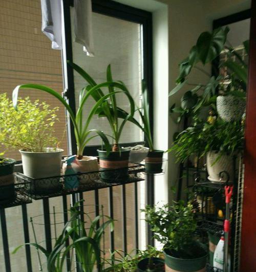 阳台花卉种植指南（打造美丽的阳台花园）