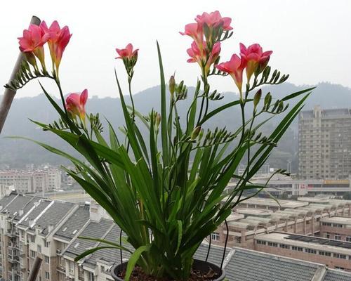 阳台花卉种植指南（打造美丽的阳台花园）