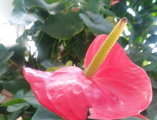 花中的守护者——探讨代表守护意义的花卉(一场寻找守护之花的旅程) 花中的守护者——探讨代表守护意义的花卉(一场寻找守护之花的旅程)