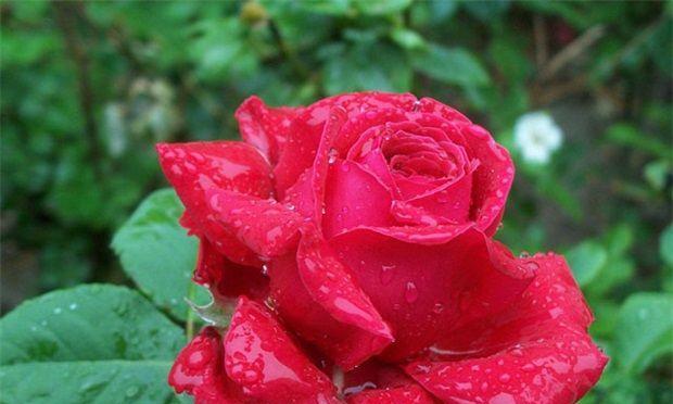 红色月季花的花语和寓意（探寻红色月季花的吉祥象征与文化内涵）