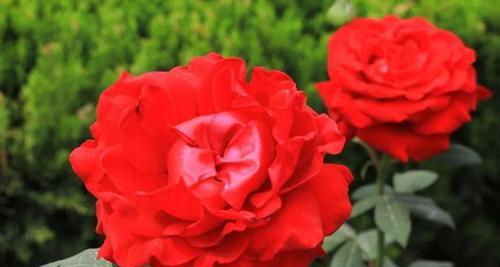 红色月季花的花语和寓意（探寻红色月季花的吉祥象征与文化内涵）