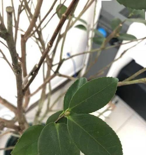 茶树掉叶子如何解决:原因和对策 茶树掉叶子如何解决:原因和对策