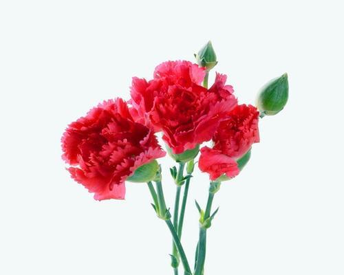 康乃馨花语解析（浪漫芬芳隽永爱意）