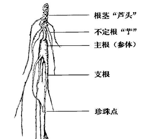 太子参种植条件详解(基于地理条件的种植技巧) 太子参种植条件详解(基于地理条件的种植技巧)