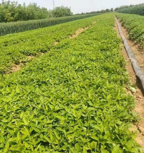 太子参种植条件详解(基于地理条件的种植技巧) 太子参种植条件详解(基于地理条件的种植技巧)