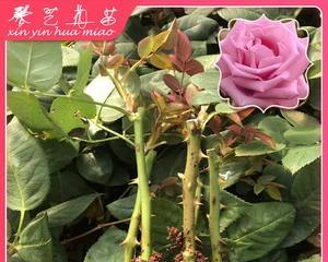 玫瑰几月份扦插最好（种植玫瑰花的技巧和注意事项）
