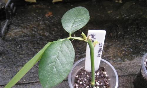 玫瑰几月份扦插最好(种植玫瑰花的技巧和注意事项) 玫瑰几月份扦插最好(种植玫瑰花的技巧和注意事项)