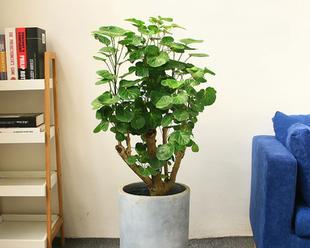 福禄桐的养殖方法与注意事项(从生长环境到施肥) 福禄桐的养殖方法与注意事项(从生长环境到施肥)