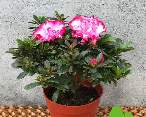红双喜杜鹃花的养殖方法（打造精美花园的技巧）