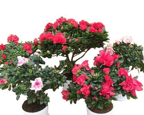 红双喜杜鹃花的养殖方法（打造精美花园的技巧）