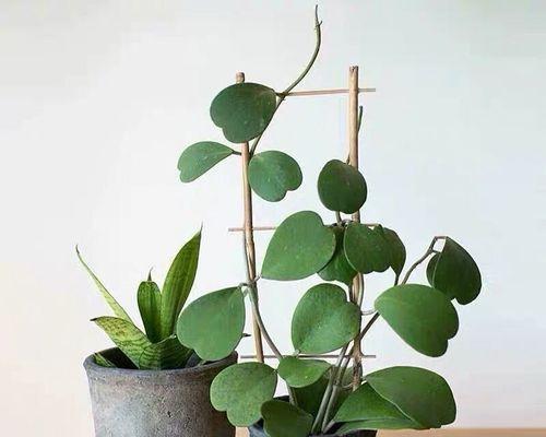 藤本植物之奇妙世界（探寻藤本植物的多彩魅力）