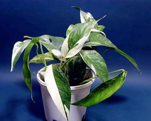 藤本植物之奇妙世界（探寻藤本植物的多彩魅力）