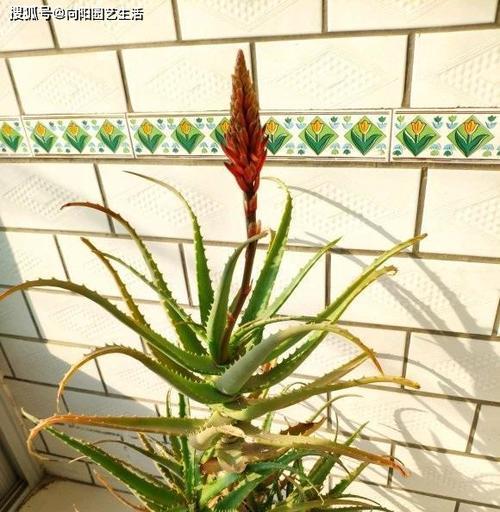 龙爪开花的预示与象征（探究古老文化中龙爪开花的意义）