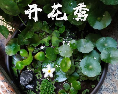 家里养睡莲，增加生活情趣（睡莲的神奇之处）