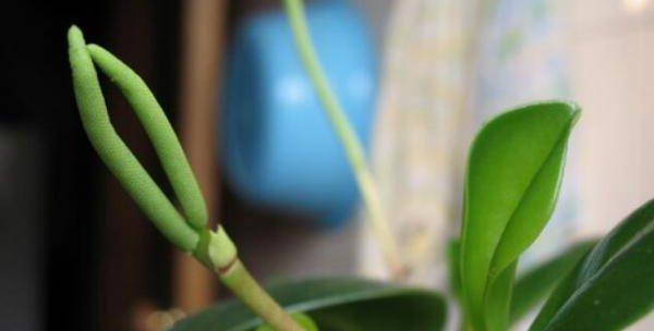 豆瓣绿摘心打顶时间与方法解析（掌握绿摘心技巧）