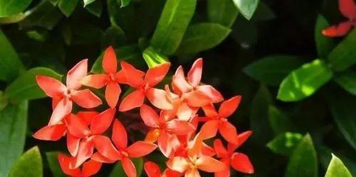 端午花开花时间与特点(探讨端午花的生长环境) 端午花开花时间与特点(探讨端午花的生长环境)