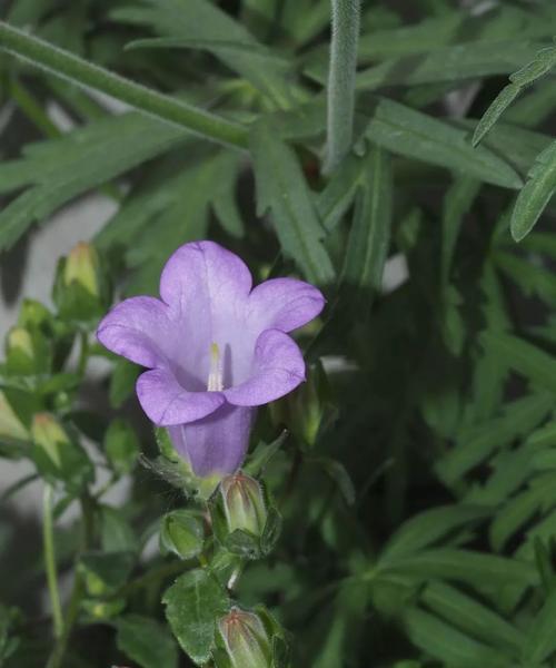 风铃草——一种神秘的草（探秘风铃草的特点和功效）