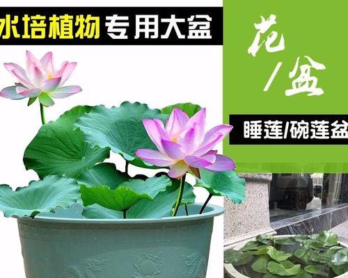 荷花的象征意义（探寻荷花在人文历史中的重要地位）