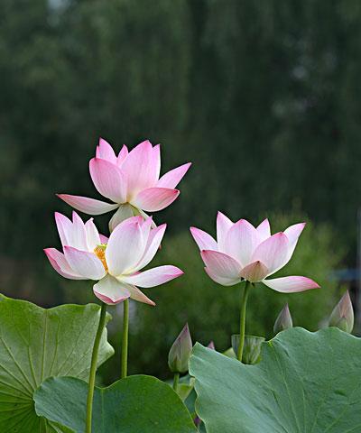 荷花的象征意义（探寻荷花在人文历史中的重要地位）