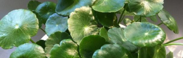 水中植物的世界（探索深海）