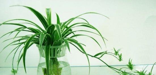 水中植物的世界（探索深海）