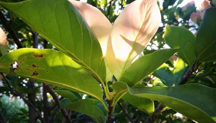 揭秘玉兰不为人知的秘密（原来玉兰不是落叶植物）