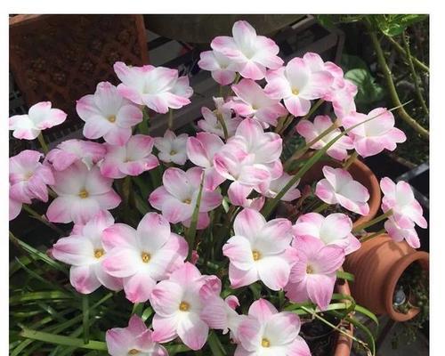 风雨花的花语和寓意（探究风雨花的花语）