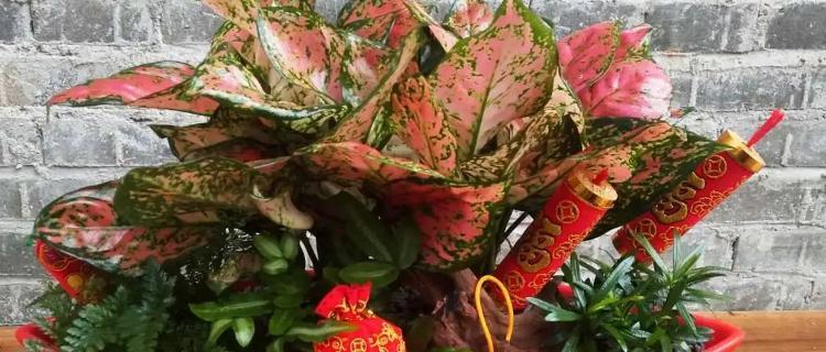 如何成功养殖如意花（如意花的养殖方法和注意事项）