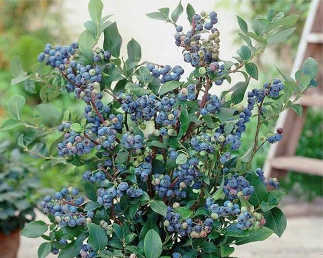 蓝莓种植全攻略(时间)