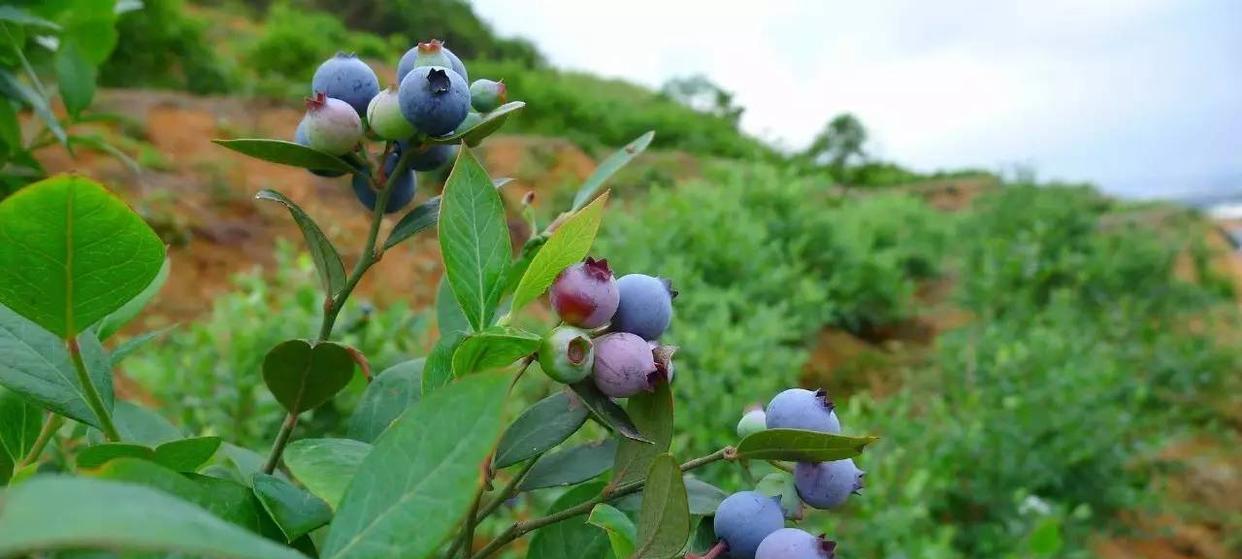 蓝莓种植全攻略（时间）