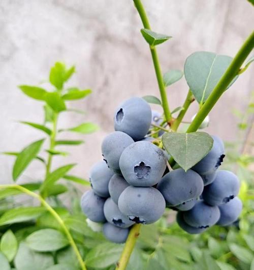 蓝莓种植全攻略（时间）