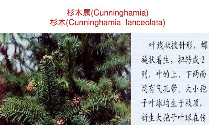 解密裸子植物——探究桃树的生态奥秘(揭开桃树的神秘面纱) 解密裸子植物——探究桃树的生态奥秘(揭开桃树的神秘面纱)