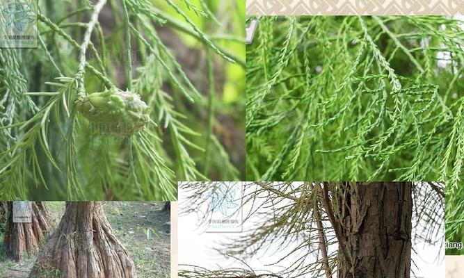解密裸子植物——探究桃树的生态奥秘(揭开桃树的神秘面纱) 解密裸子植物——探究桃树的生态奥秘(揭开桃树的神秘面纱)