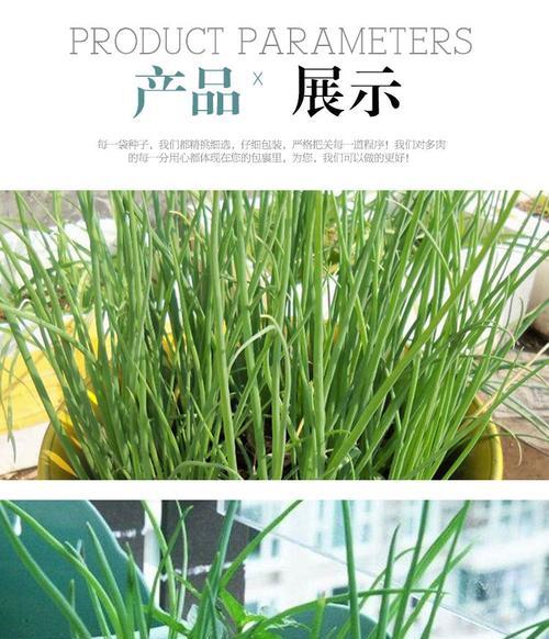 揭秘青菜种子的来源(从生长到采摘) 揭秘青菜种子的来源(从生长到采摘)