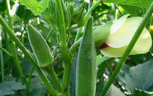 揭秘青菜种子的来源(从生长到采摘) 揭秘青菜种子的来源(从生长到采摘)