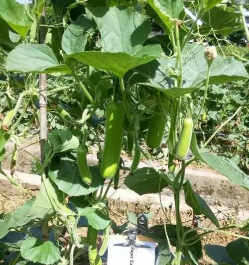 手把手教你葫芦种子怎么种植（葫芦种子怎么选购）