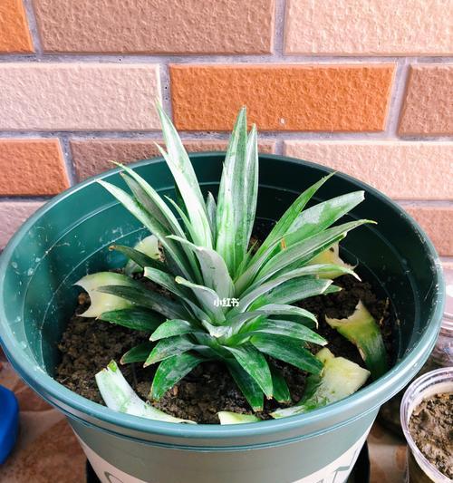 菠萝的种植与管理(从土壤到果实) 菠萝的种植与管理(从土壤到果实)